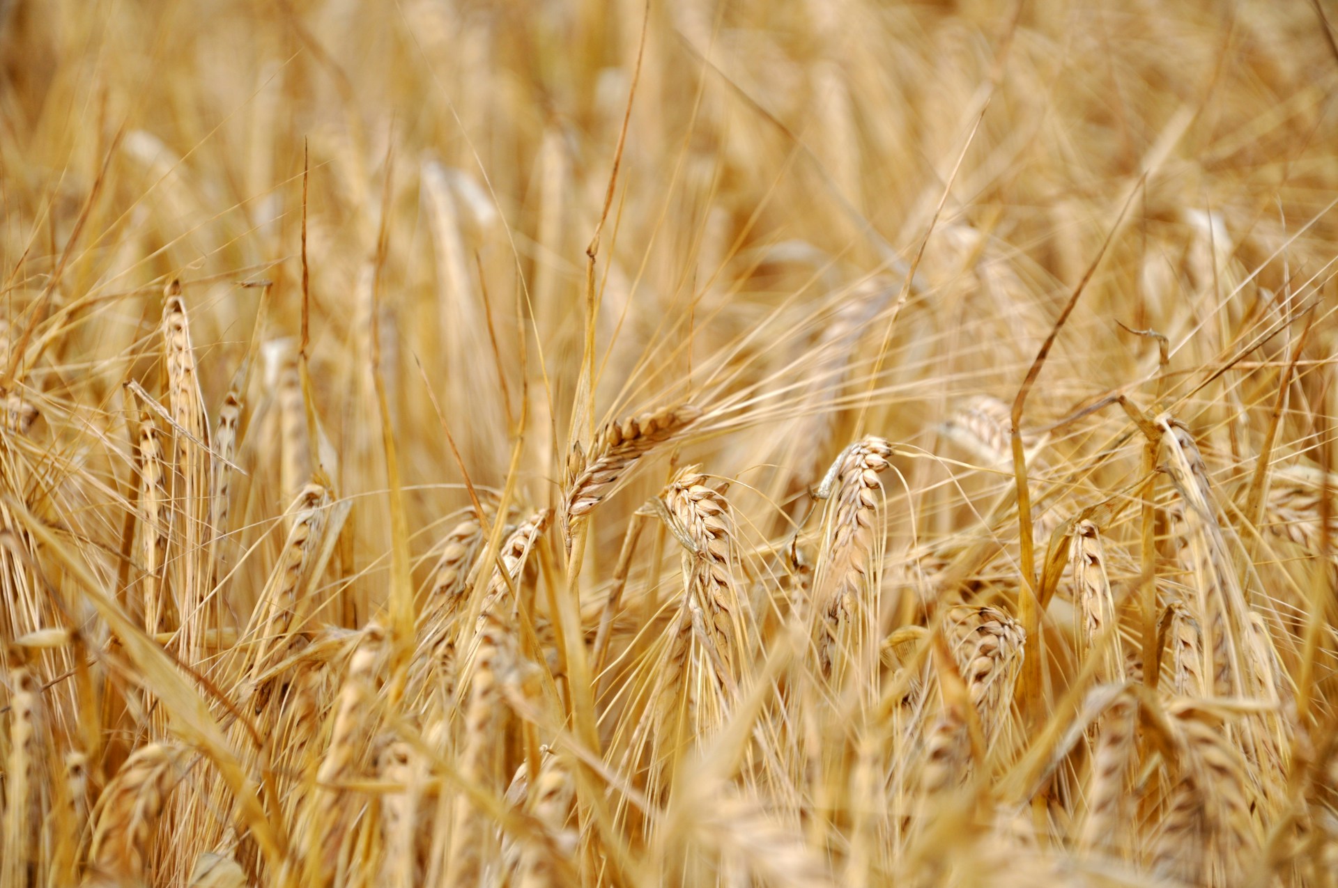 Lire la suite de l'article France Valley va lancer un fonds dédié aux terres agricoles